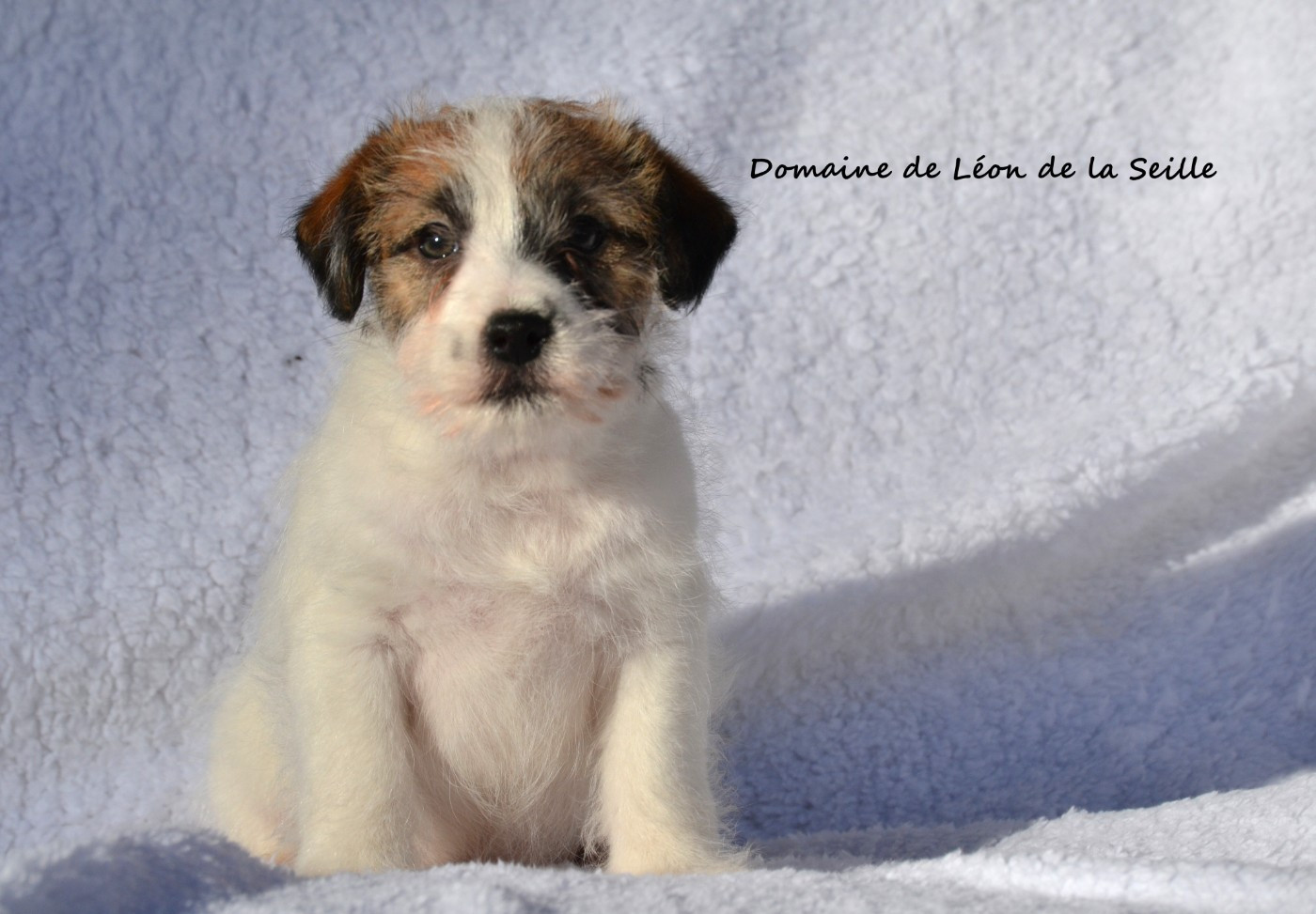 du Domaine De Léon De La Seille - Chiots disponibles - Jack Russell Terrier