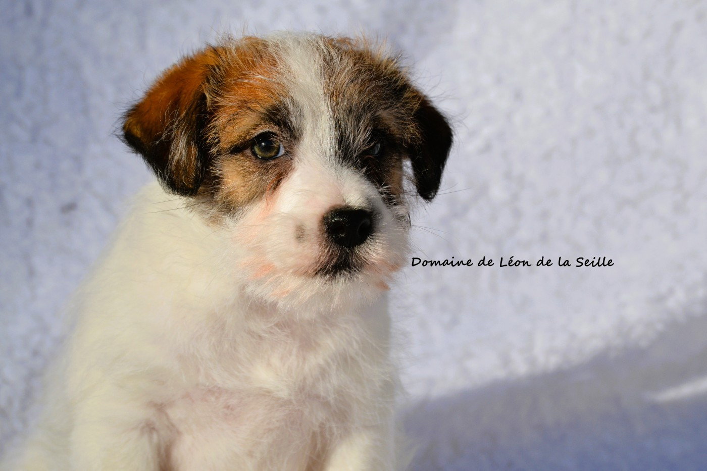 Chiot Jack Russell Terrier du Domaine De Léon De La Seille