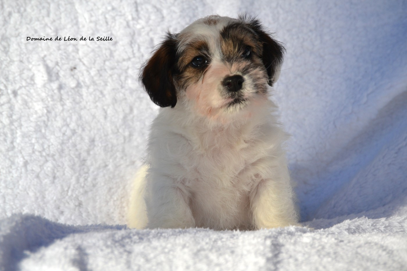du Domaine De Léon De La Seille - Chiots disponibles - Jack Russell Terrier