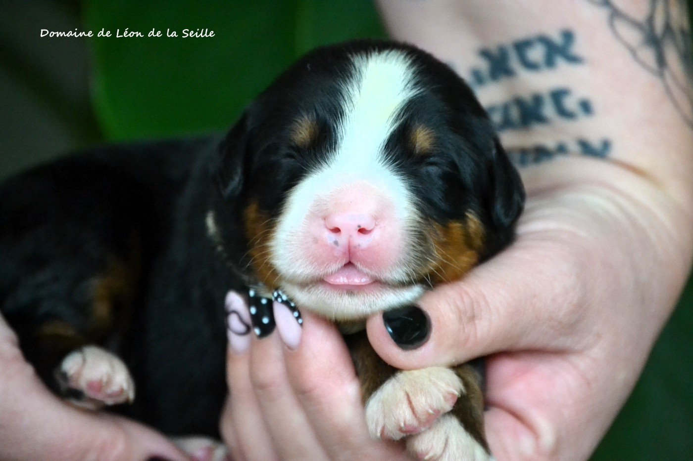 du Domaine De Léon De La Seille - Chiots disponibles - Bouvier Bernois