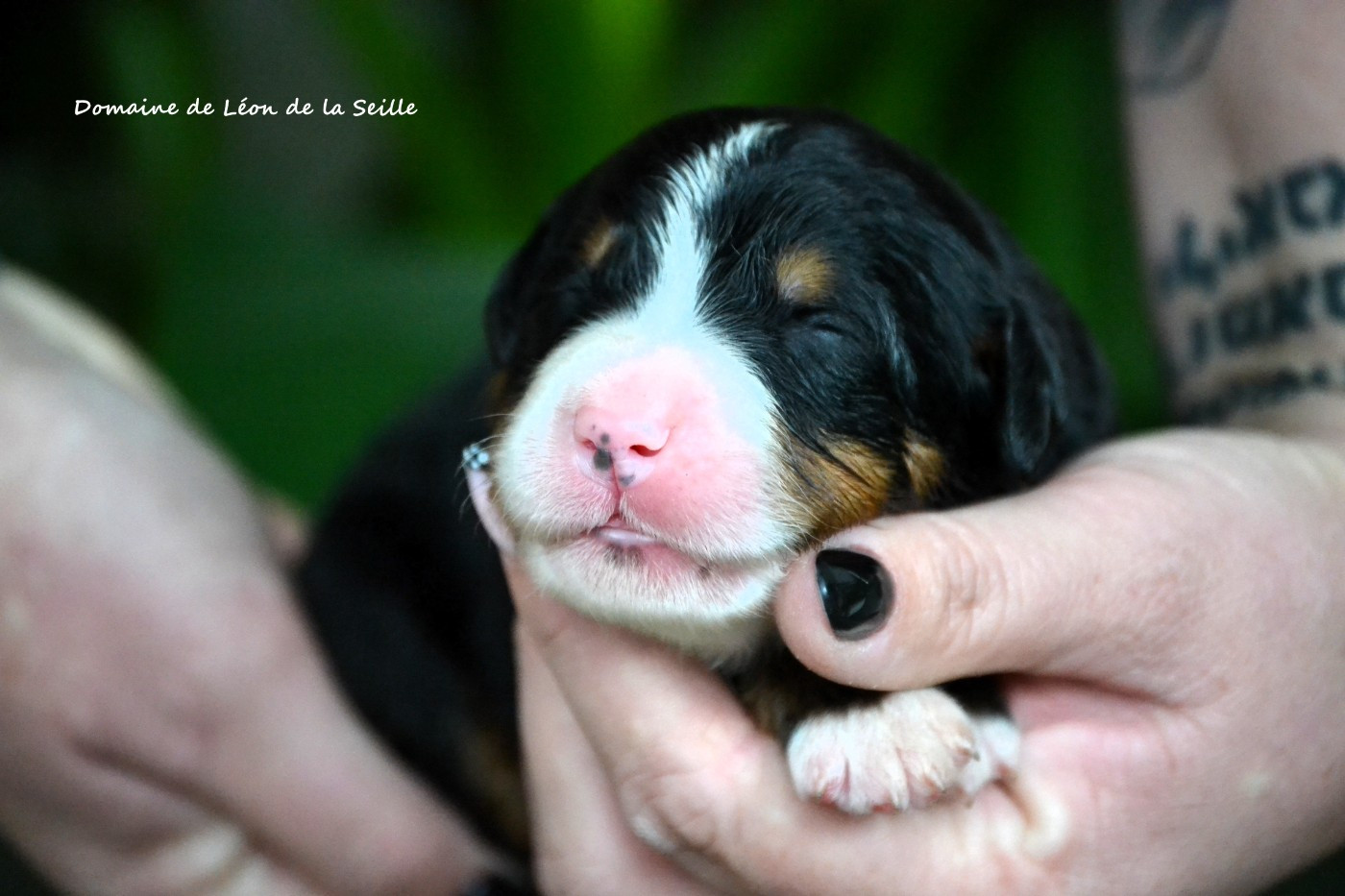 du Domaine De Léon De La Seille - Chiots disponibles - Bouvier Bernois