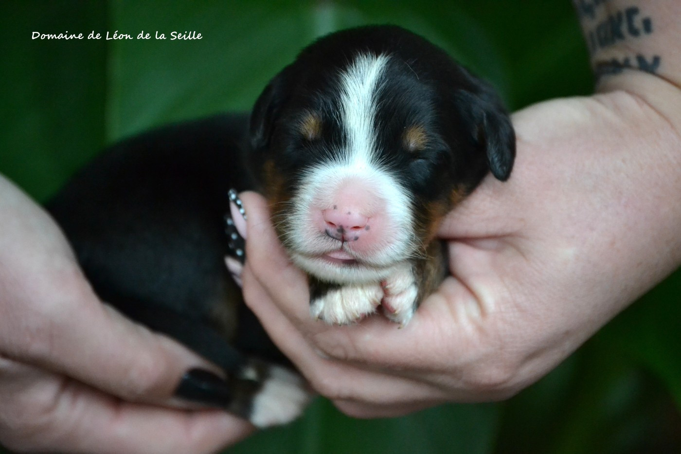 du Domaine De Léon De La Seille - Chiots disponibles - Bouvier Bernois