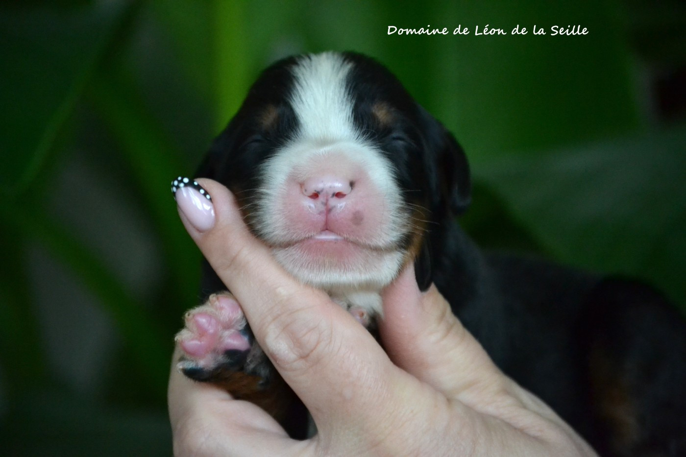 du Domaine De Léon De La Seille - Chiots disponibles - Bouvier Bernois