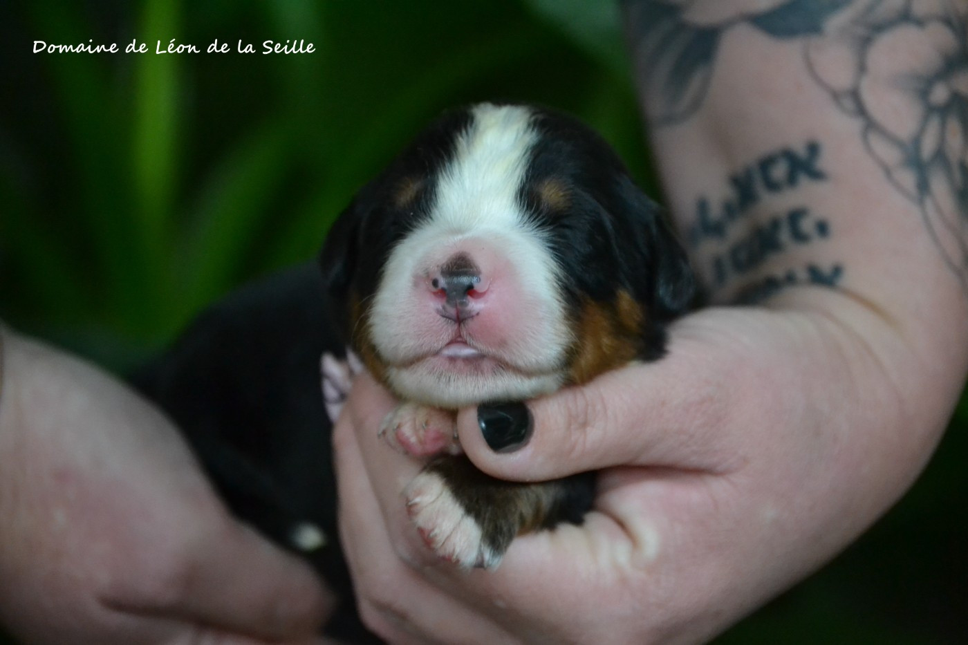 du Domaine De Léon De La Seille - Chiots disponibles - Bouvier Bernois