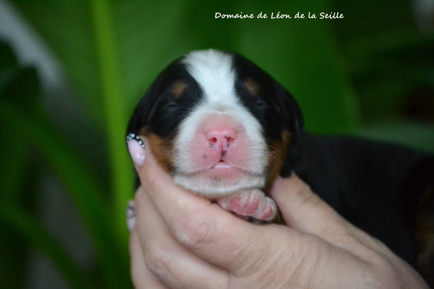 du Domaine De Léon De La Seille - Chiots disponibles - Bouvier Bernois