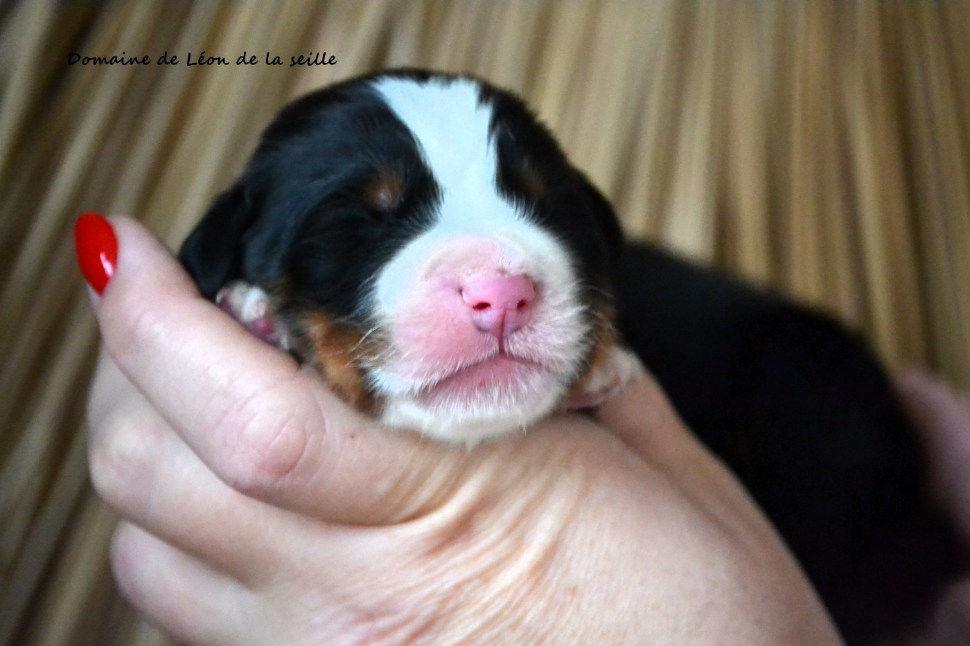 du Domaine De Léon De La Seille - Chiots disponibles - Bouvier Bernois