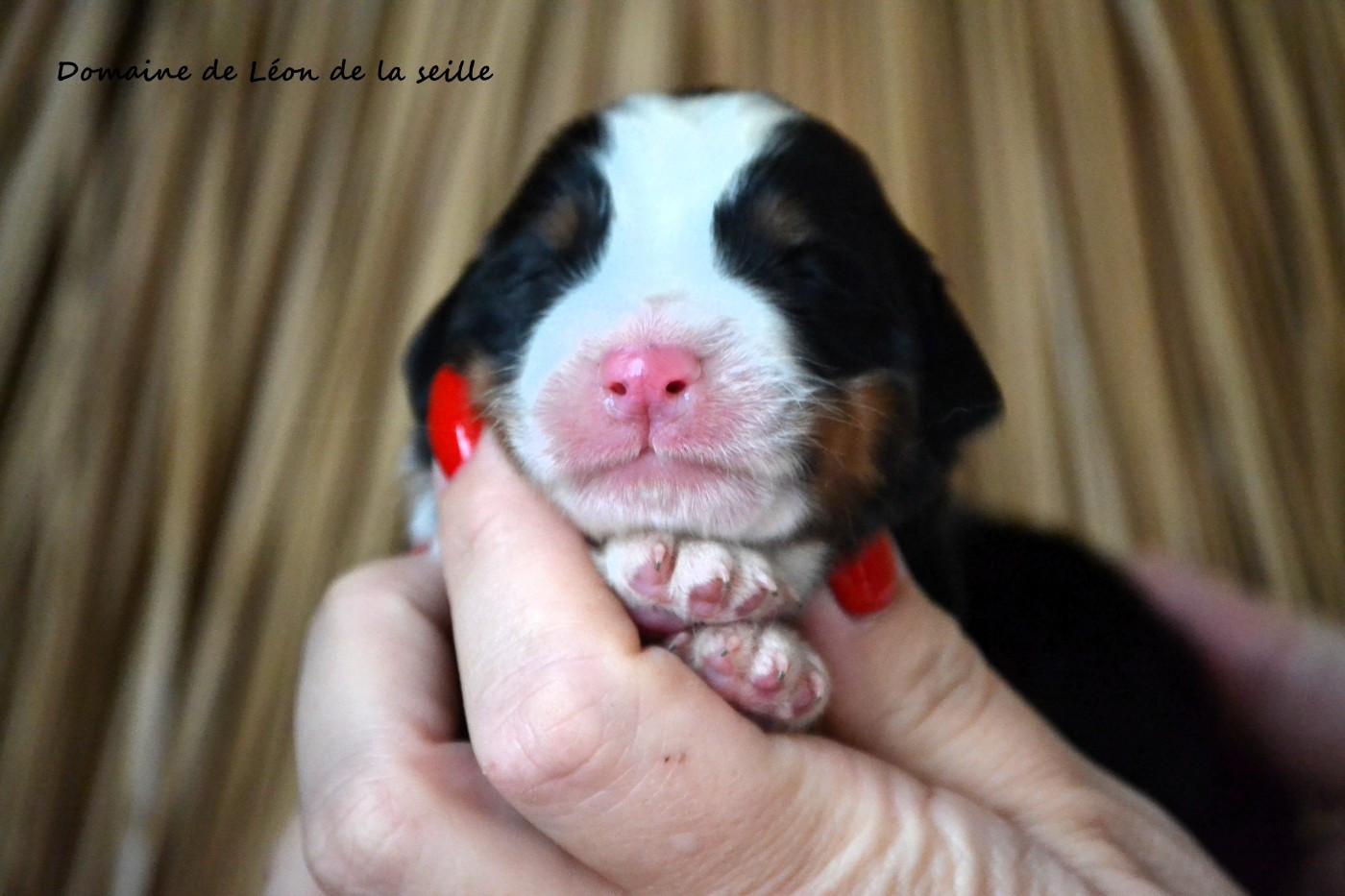 du Domaine De Léon De La Seille - Chiots disponibles - Bouvier Bernois