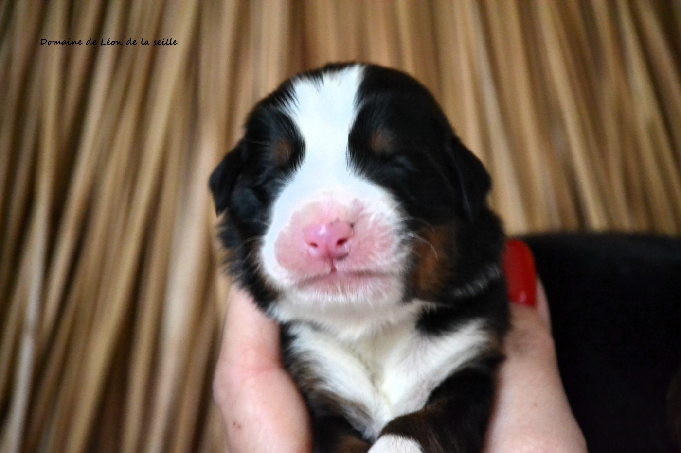 du Domaine De Léon De La Seille - Chiots disponibles - Bouvier Bernois