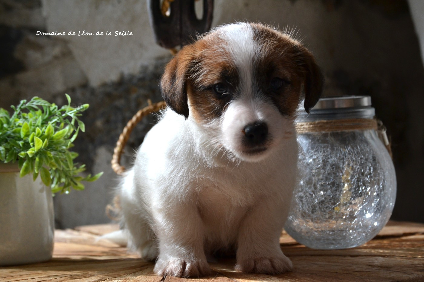 du Domaine De Léon De La Seille - Chiots disponibles - Jack Russell Terrier