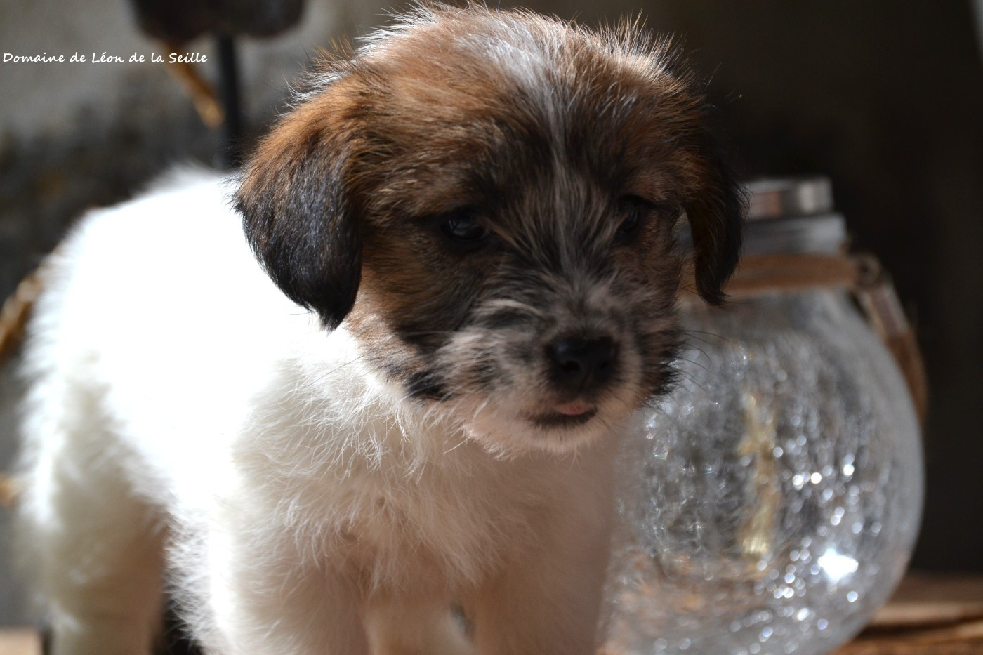 du Domaine De Léon De La Seille - Jack Russell Terrier - Portée née le 07/01/2026