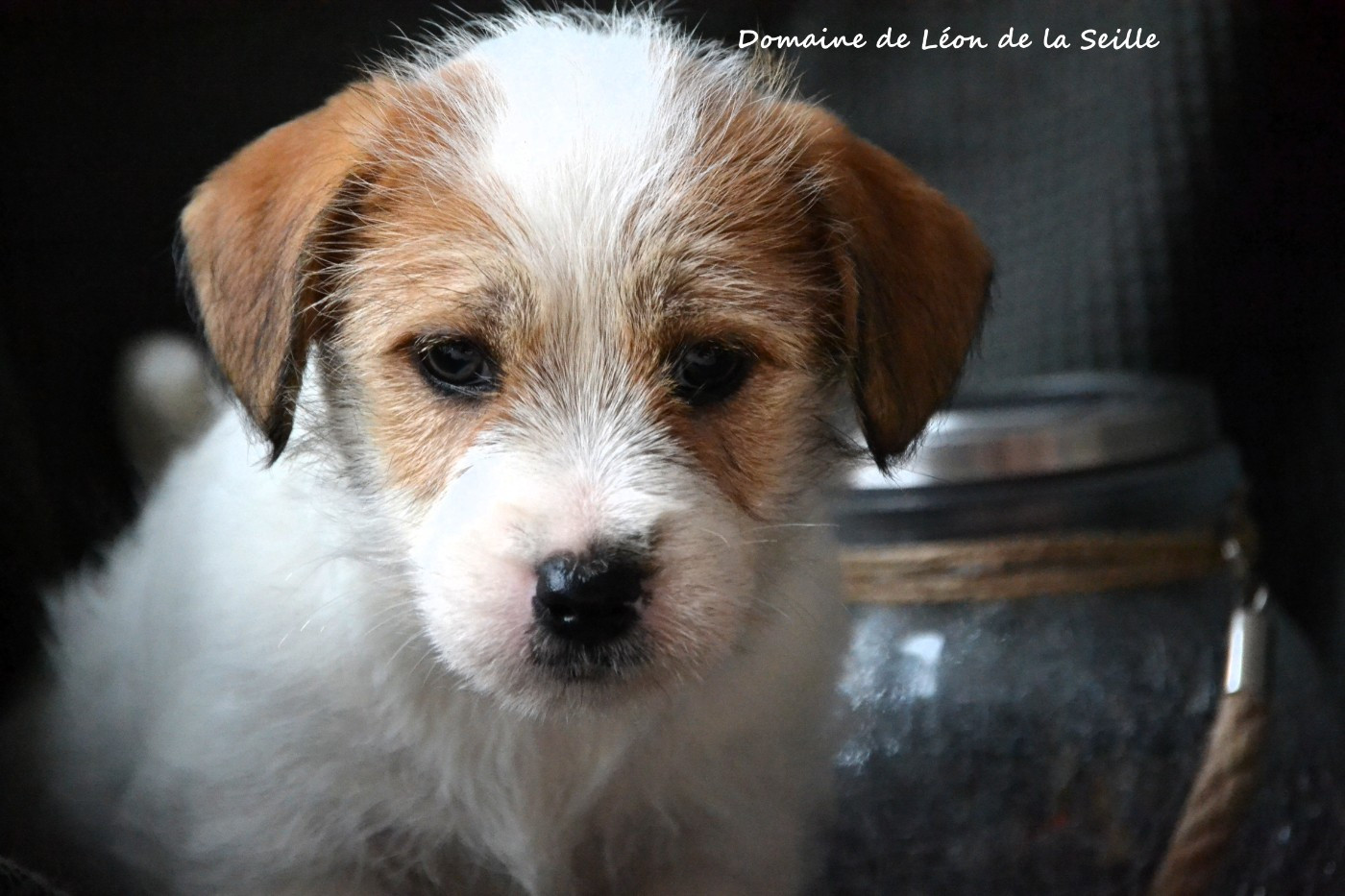 du Domaine De Léon De La Seille - Jack Russell Terrier - Portée née le 05/01/2026