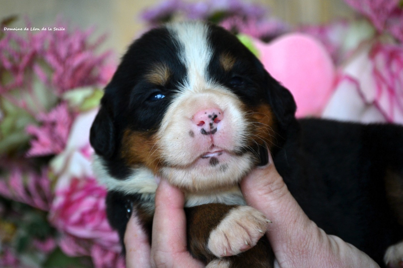 du Domaine De Léon De La Seille - Chiots disponibles - Bouvier Bernois
