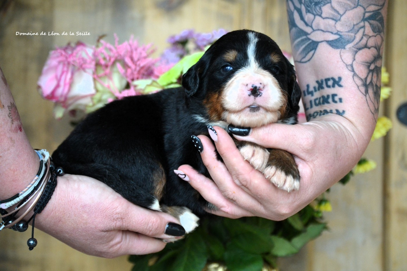 du Domaine De Léon De La Seille - Chiots disponibles - Bouvier Bernois
