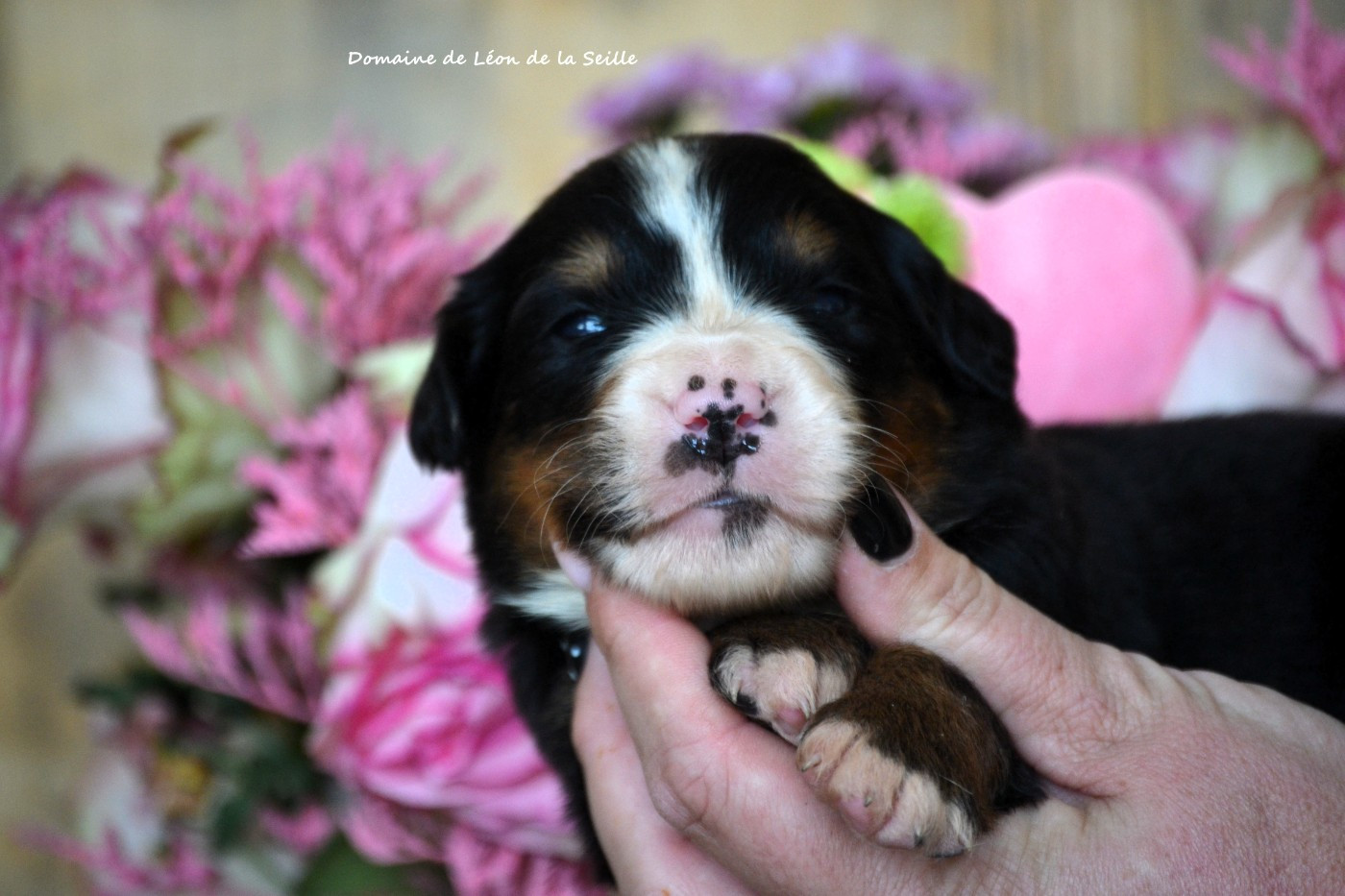 du Domaine De Léon De La Seille - Chiots disponibles - Bouvier Bernois