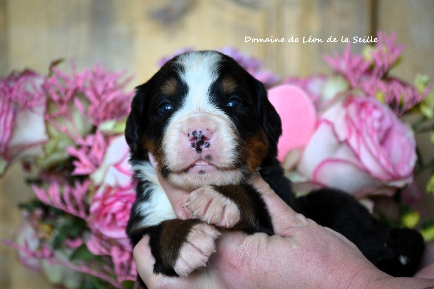 du Domaine De Léon De La Seille - Chiots disponibles - Bouvier Bernois