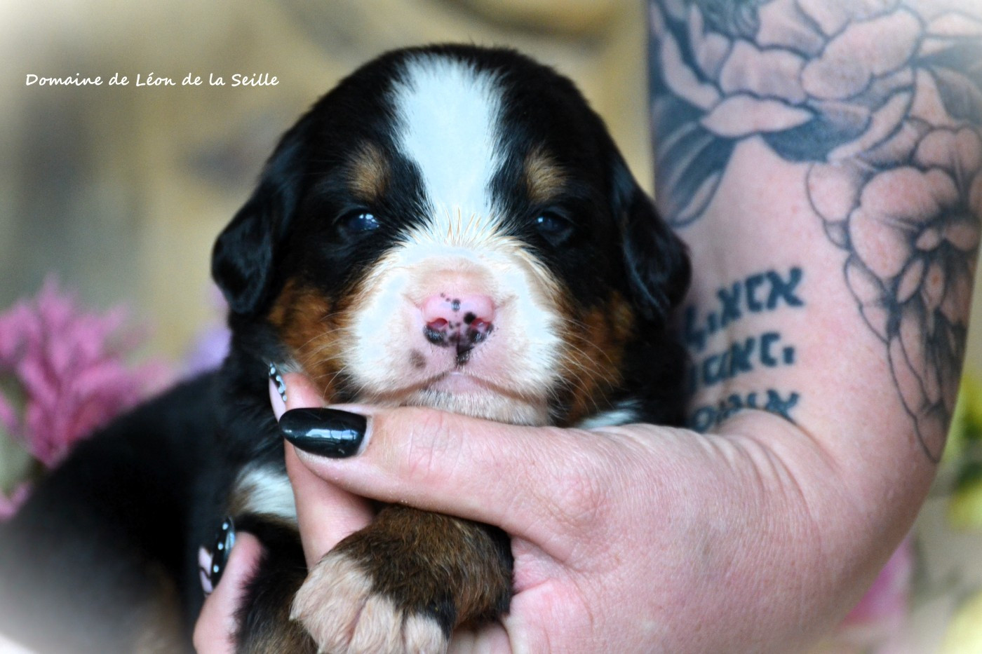 du Domaine De Léon De La Seille - Chiots disponibles - Bouvier Bernois