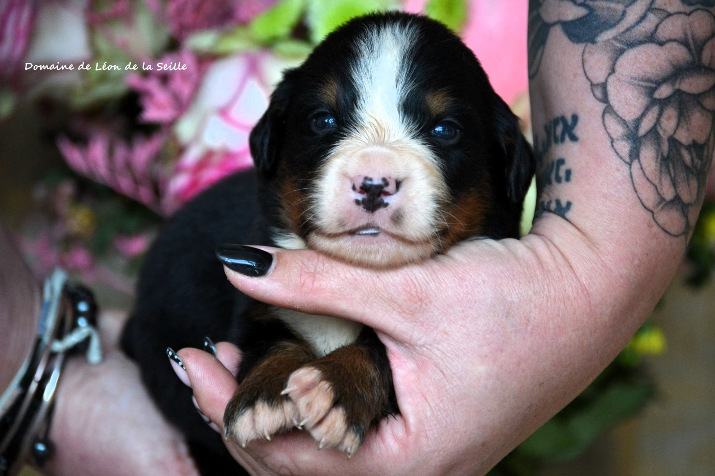 du Domaine De Léon De La Seille - Chiots disponibles - Bouvier Bernois