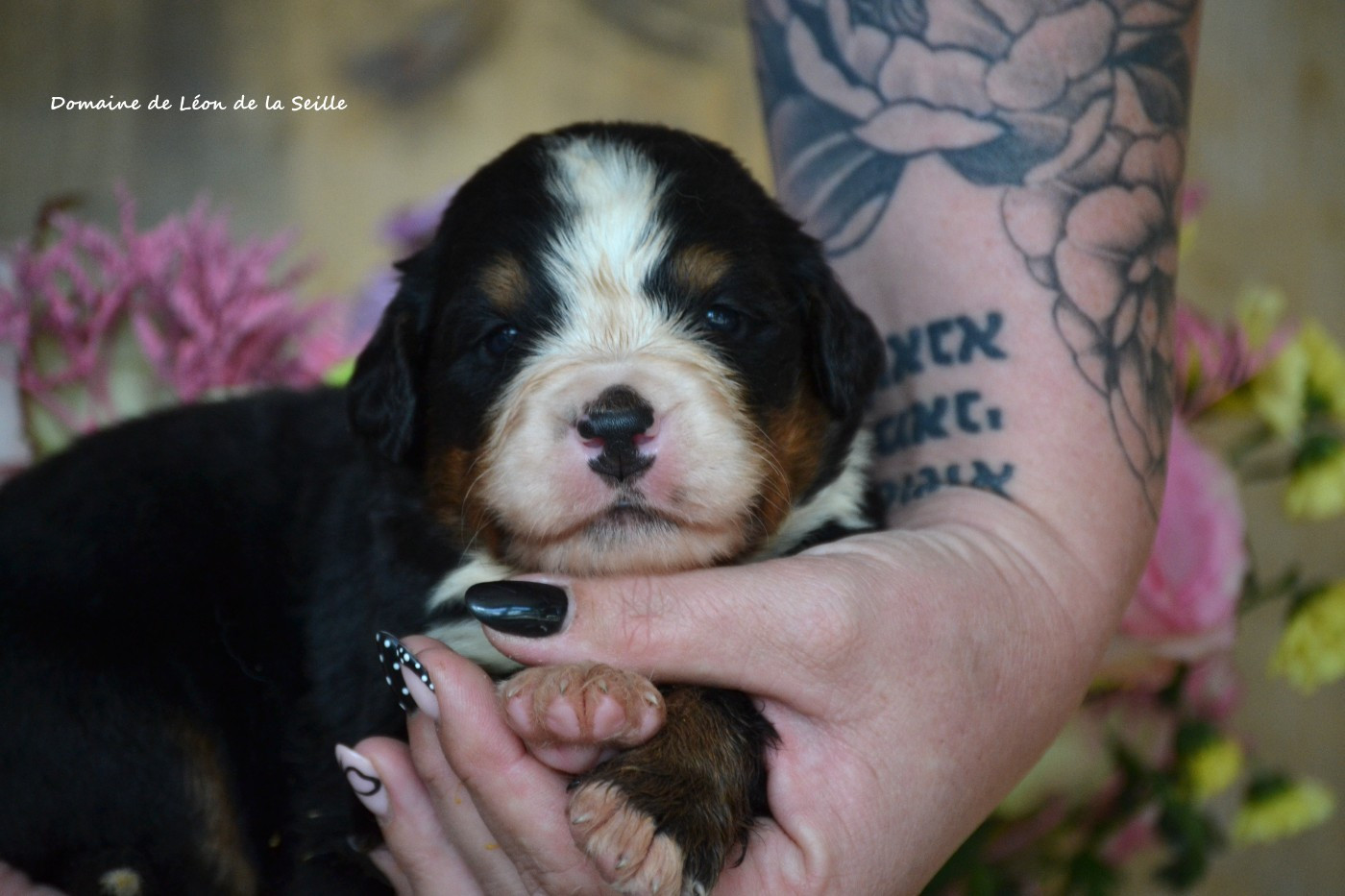 du Domaine De Léon De La Seille - Chiots disponibles - Bouvier Bernois