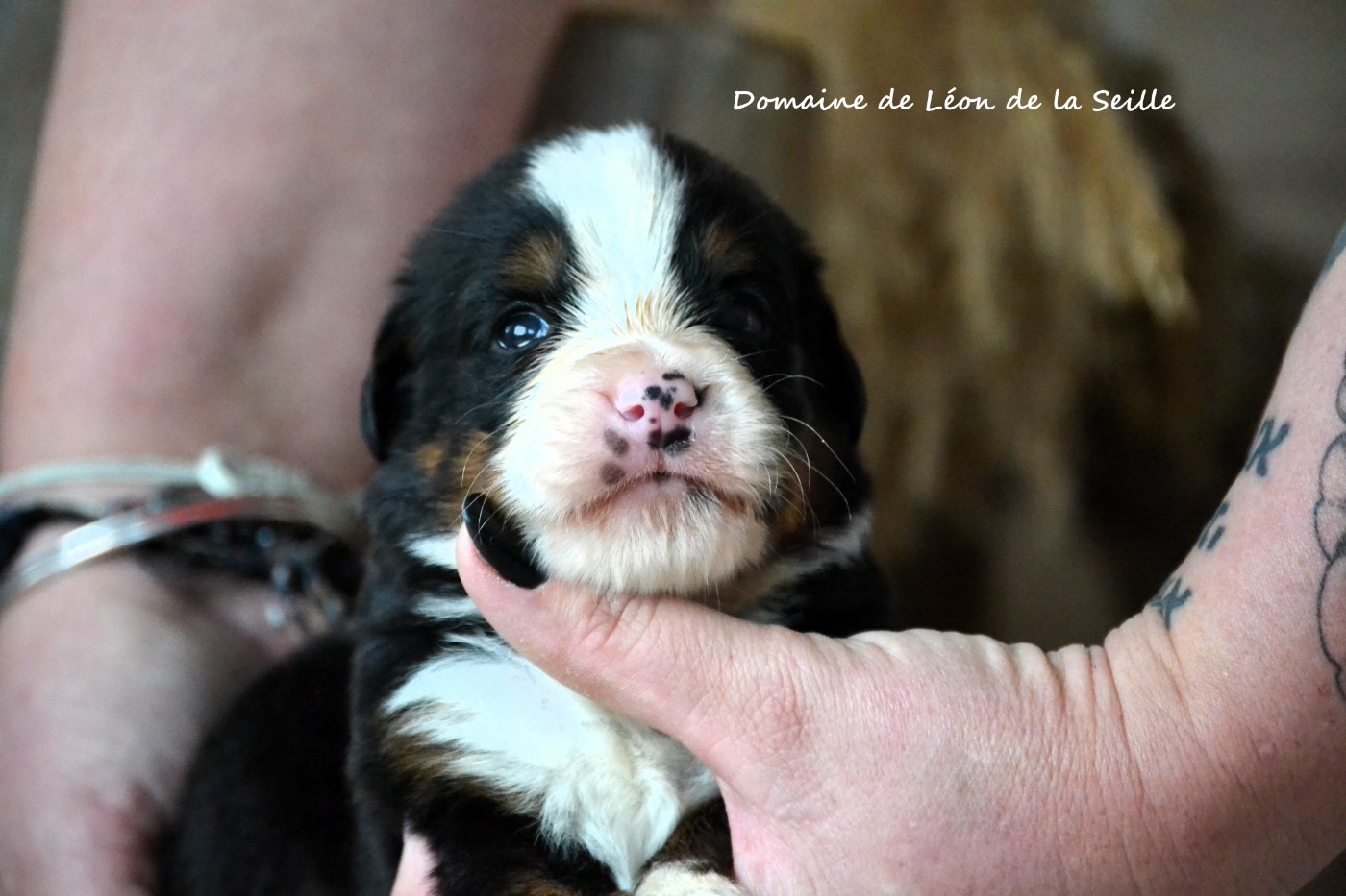 du Domaine De Léon De La Seille - Chiots disponibles - Bouvier Bernois