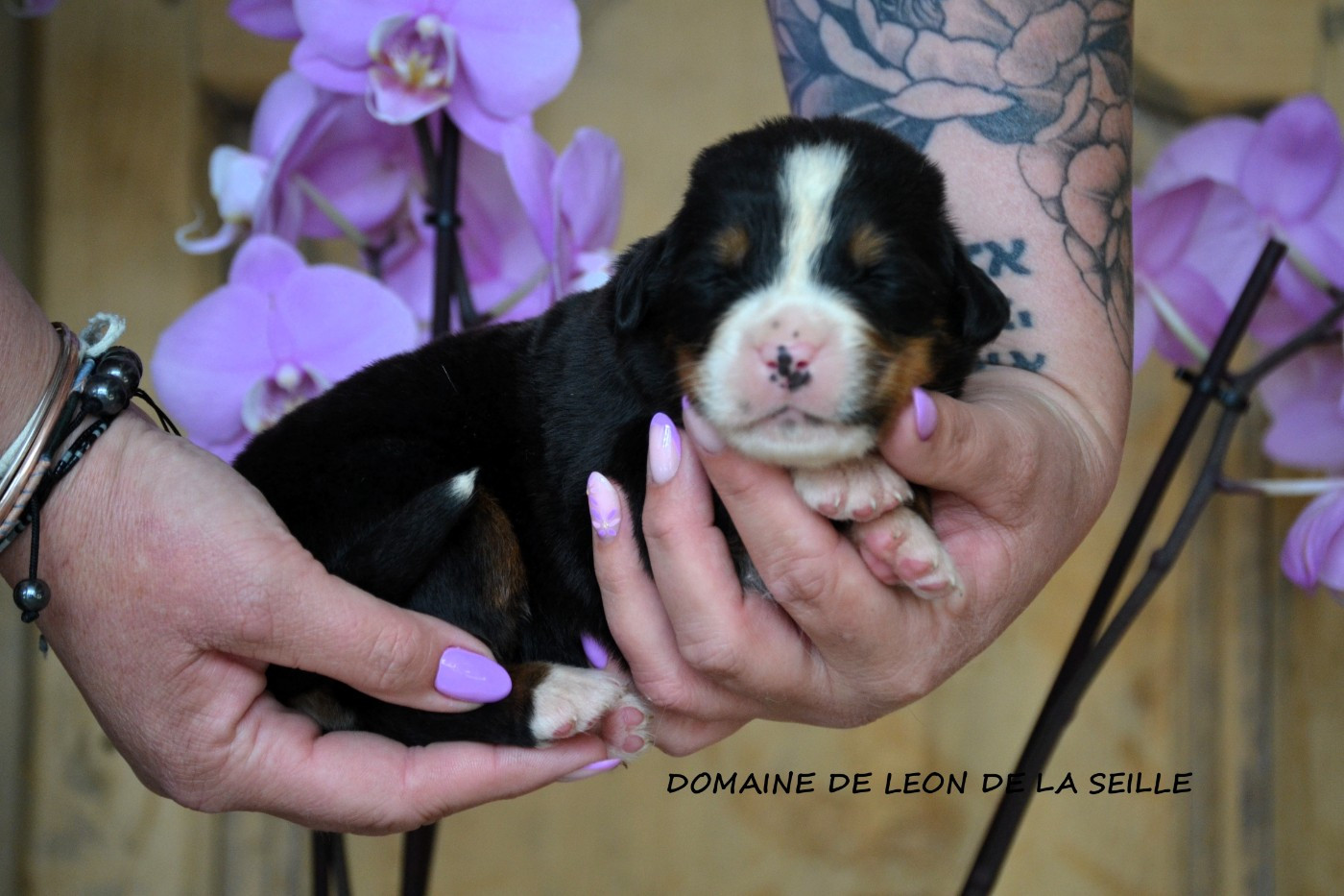 du Domaine De Léon De La Seille - Chiots disponibles - Bouvier Bernois