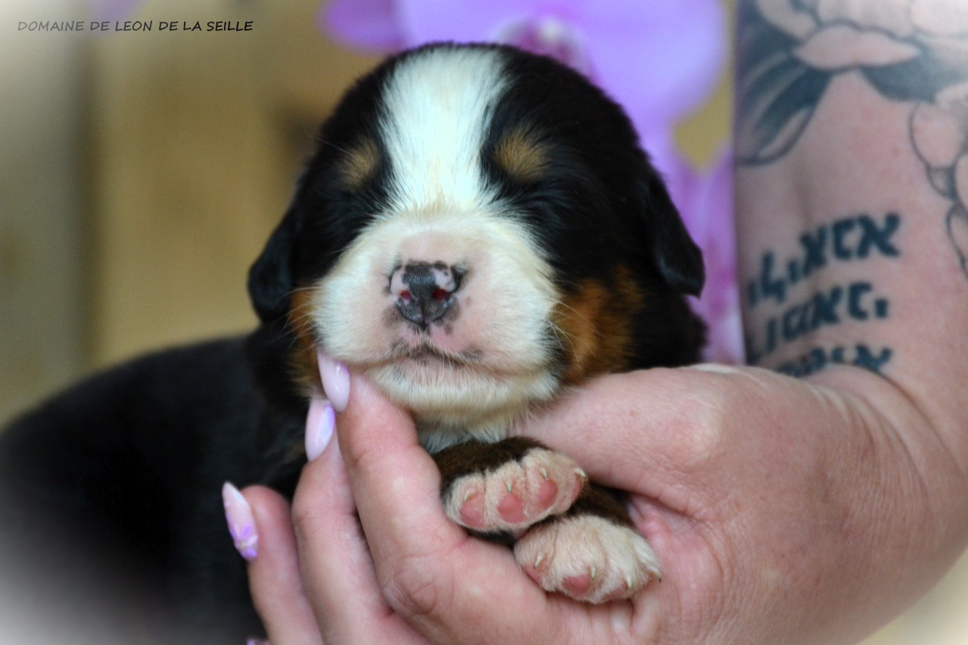 du Domaine De Léon De La Seille - Chiots disponibles - Bouvier Bernois