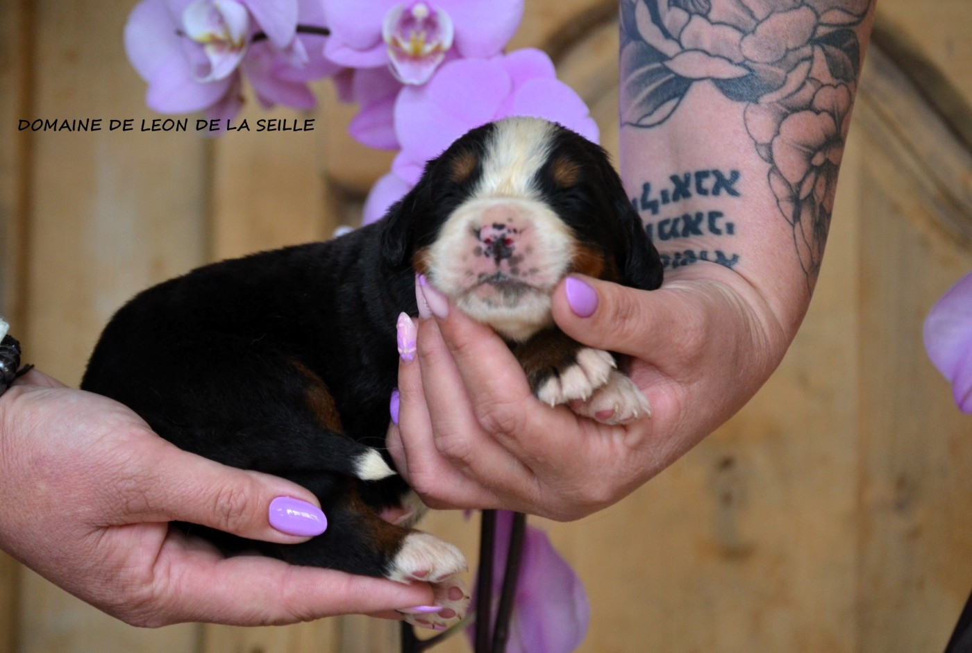 du Domaine De Léon De La Seille - Chiots disponibles - Bouvier Bernois