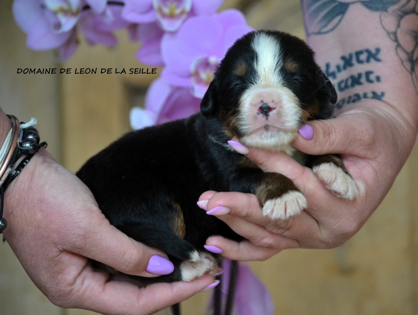 du Domaine De Léon De La Seille - Chiots disponibles - Bouvier Bernois