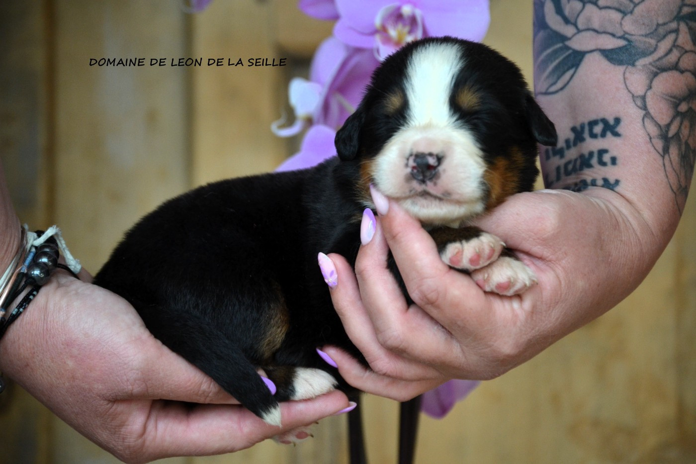 Chiot Bouvier Bernois du Domaine De Léon De La Seille