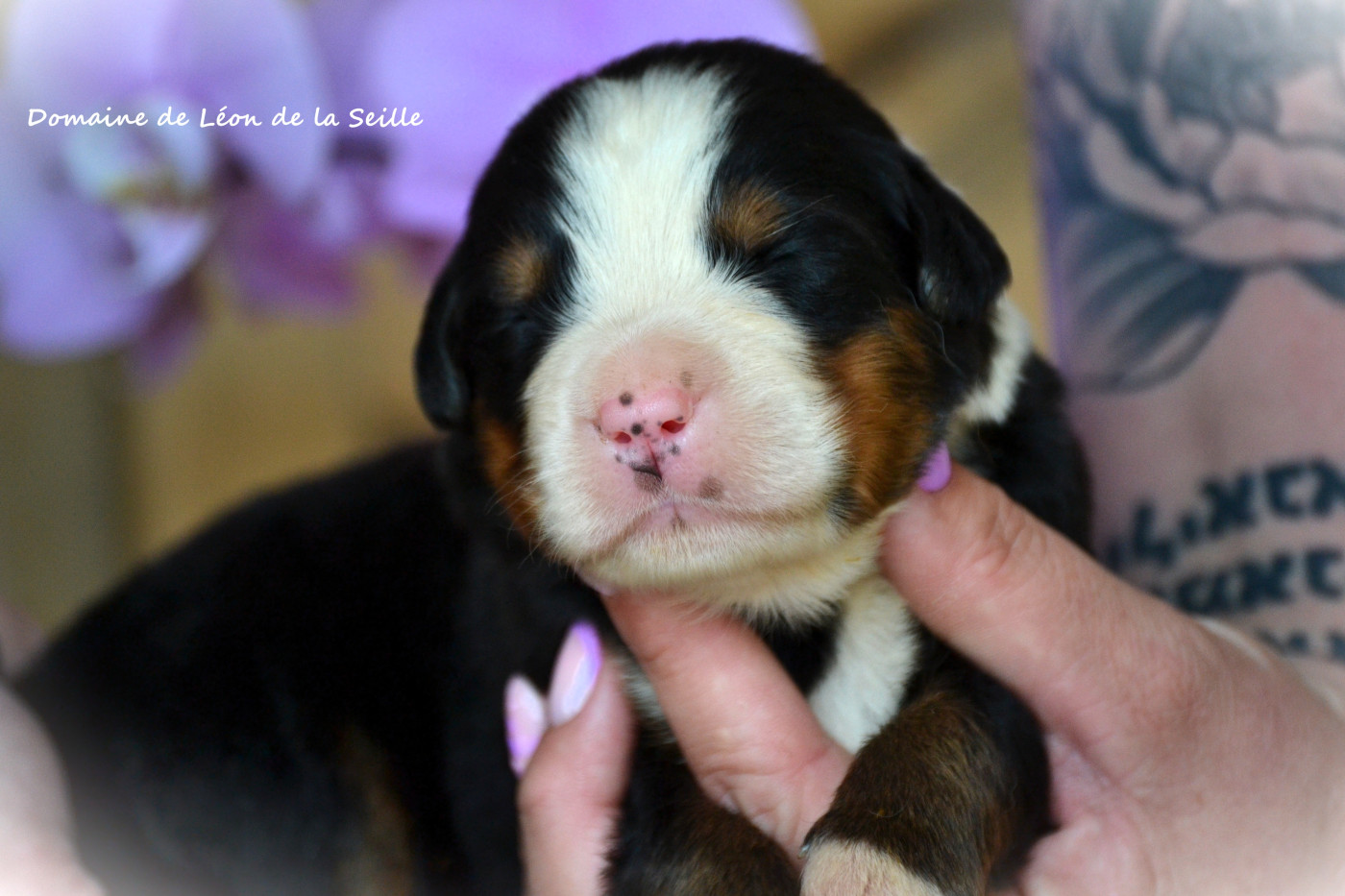 du Domaine De Léon De La Seille - Chiots disponibles - Bouvier Bernois