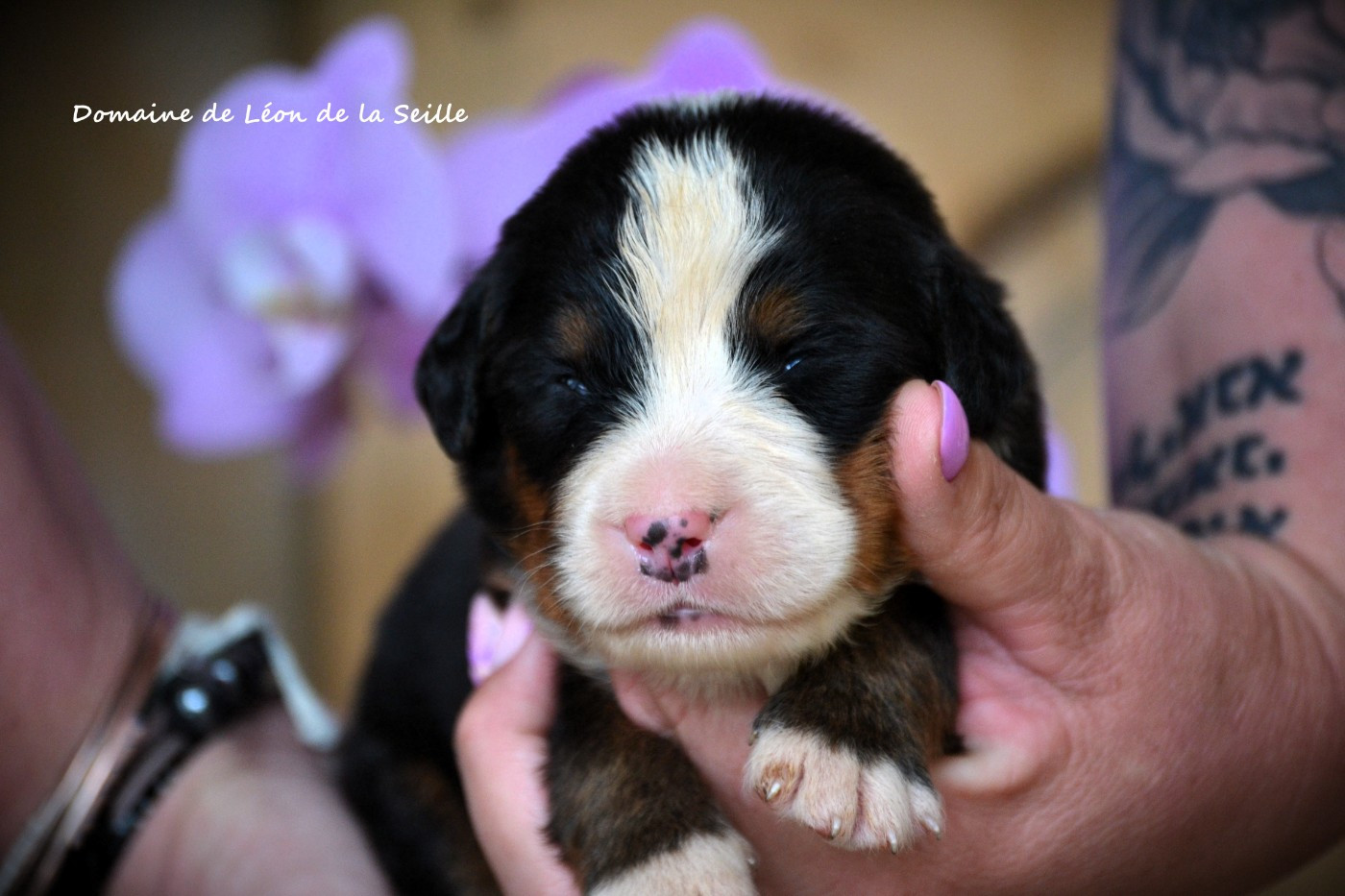 du Domaine De Léon De La Seille - Chiots disponibles - Bouvier Bernois