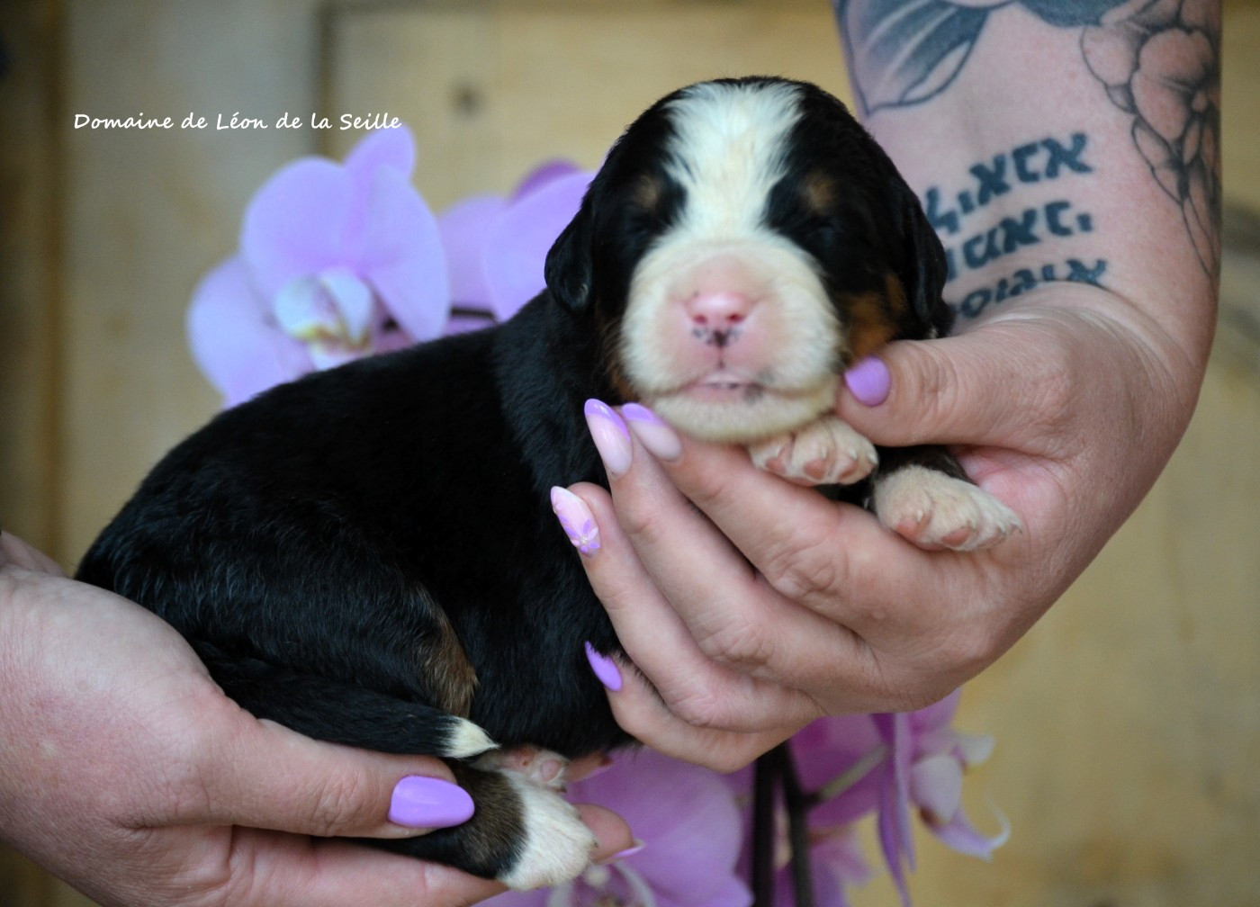 du Domaine De Léon De La Seille - Chiots disponibles - Bouvier Bernois