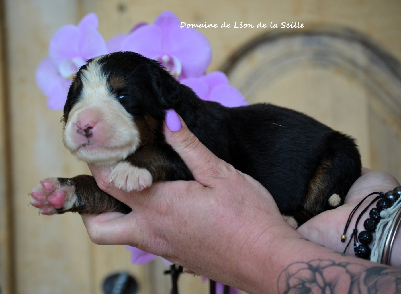 du Domaine De Léon De La Seille - Chiots disponibles - Bouvier Bernois