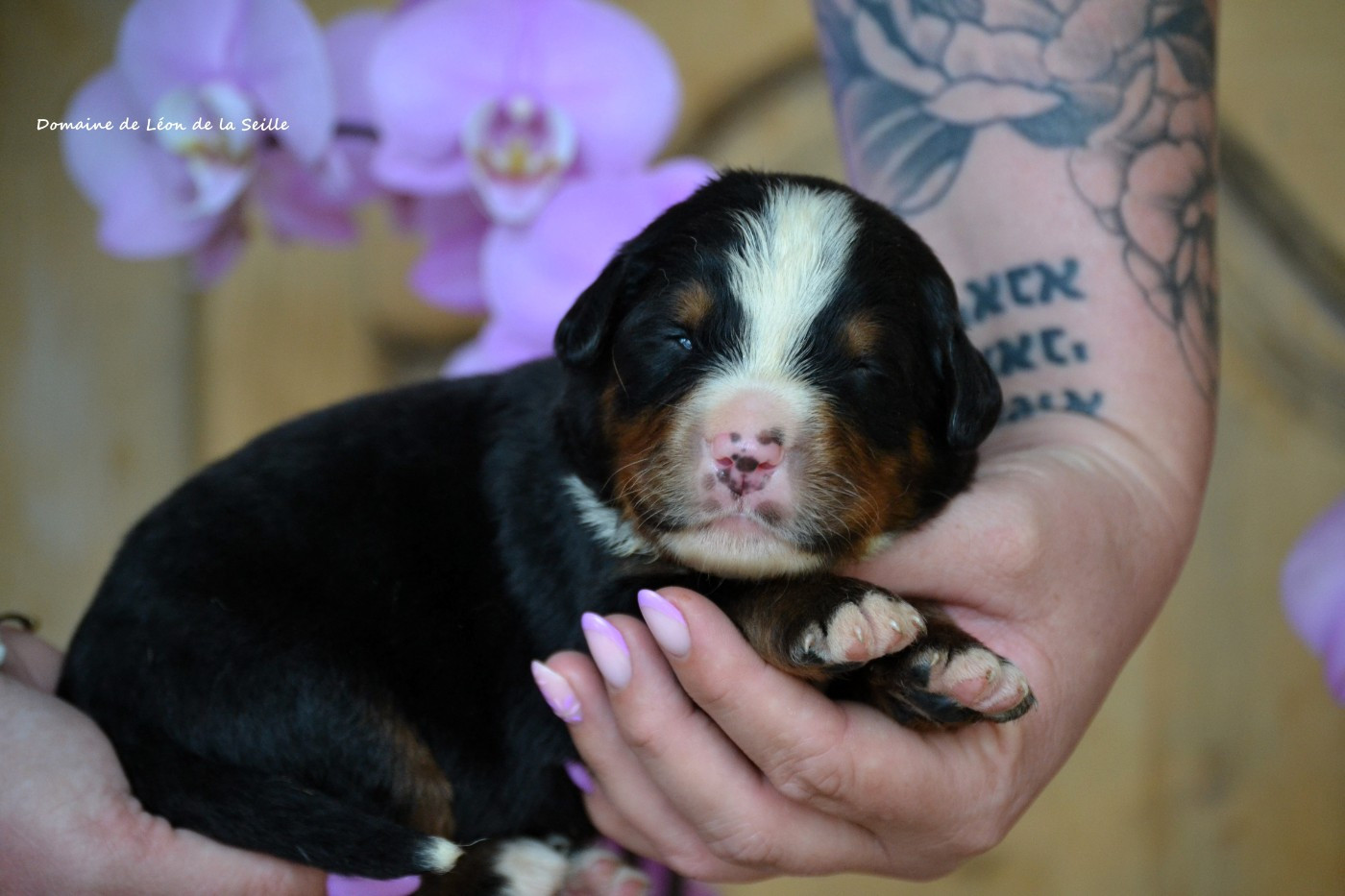du Domaine De Léon De La Seille - Chiots disponibles - Bouvier Bernois