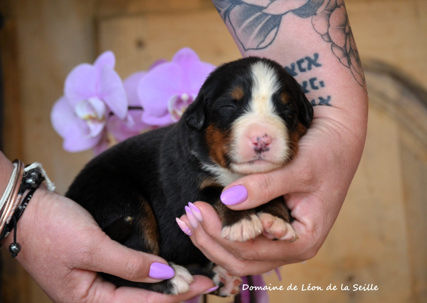 du Domaine De Léon De La Seille - Chiots disponibles - Bouvier Bernois