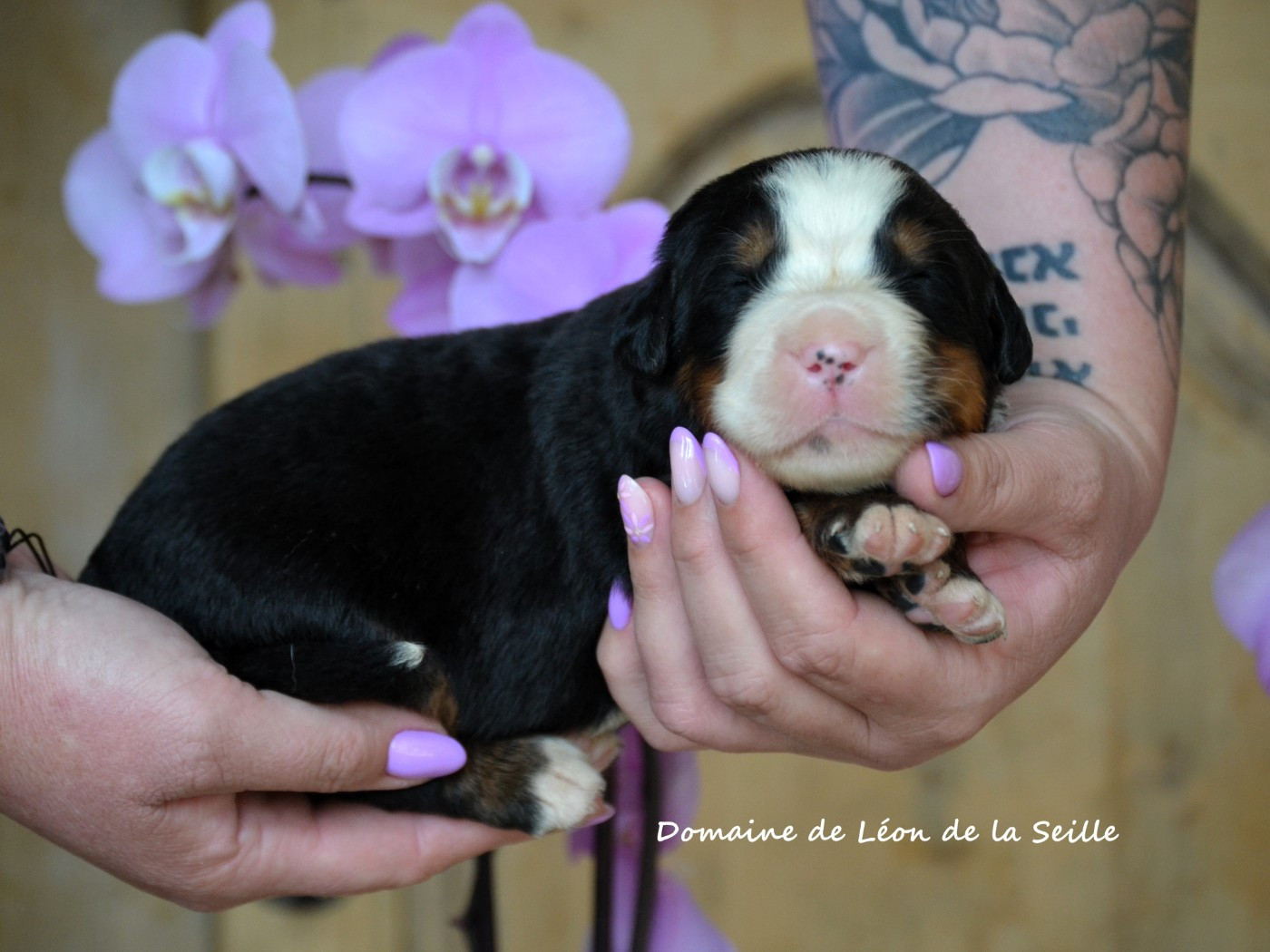 du Domaine De Léon De La Seille - Chiots disponibles - Bouvier Bernois