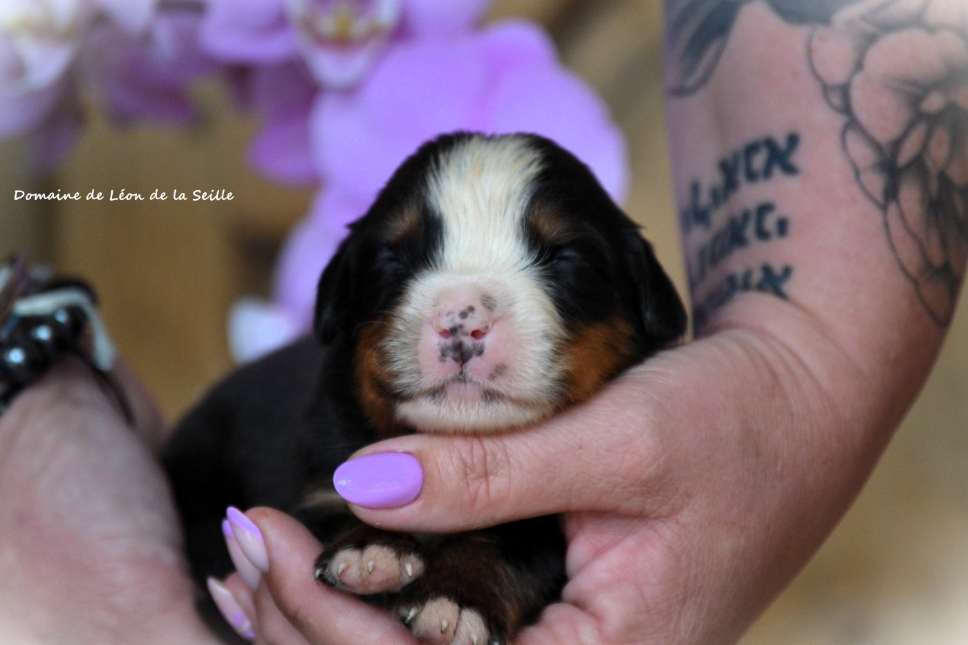 du Domaine De Léon De La Seille - Chiots disponibles - Bouvier Bernois