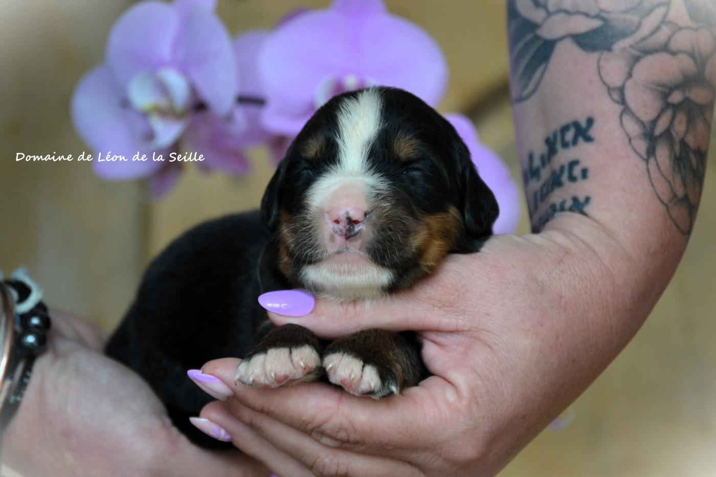 du Domaine De Léon De La Seille - Chiots disponibles - Bouvier Bernois