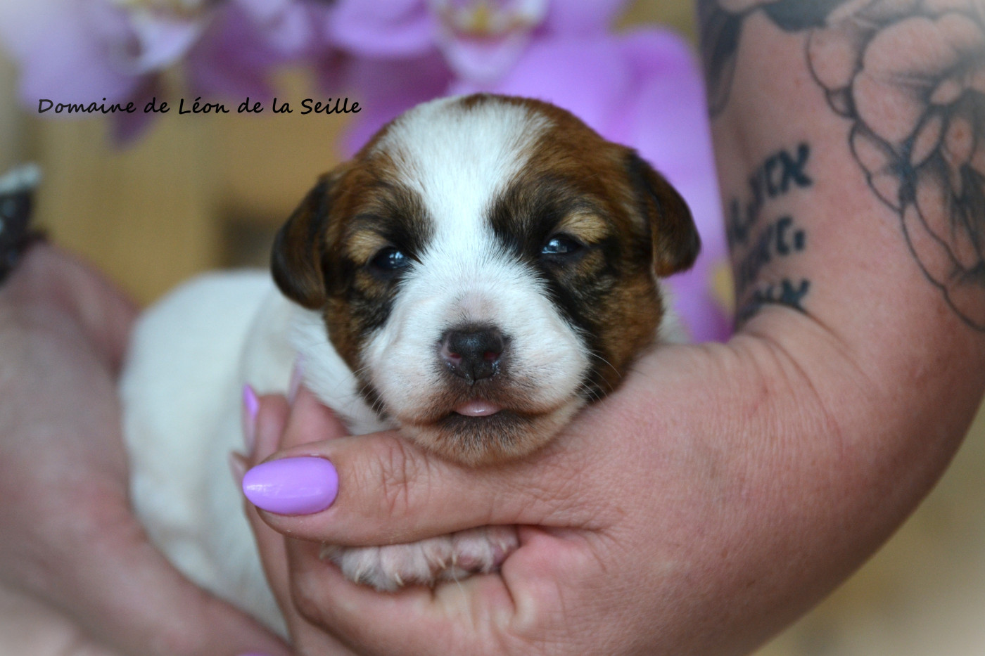 du Domaine De Léon De La Seille - Chiots disponibles - Jack Russell Terrier