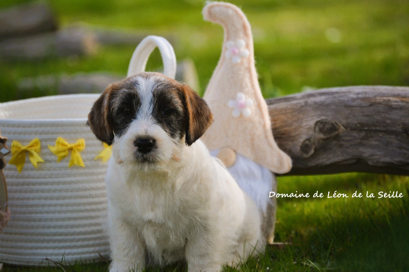 du Domaine De Léon De La Seille - Chiots disponibles - Jack Russell Terrier