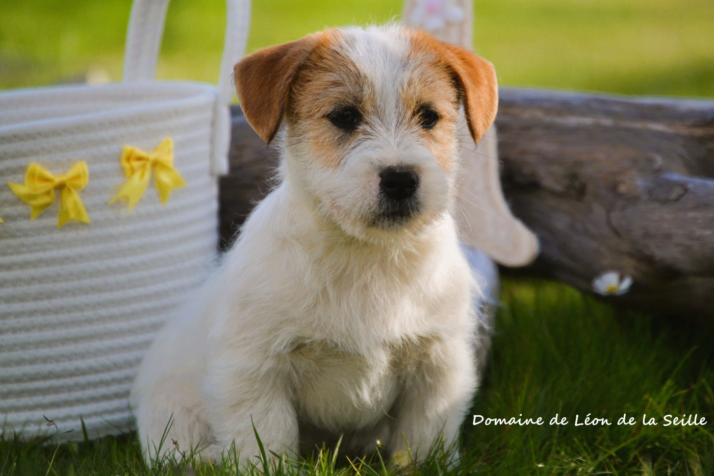 du Domaine De Léon De La Seille - Jack Russell Terrier - Portée née le 05/01/2026