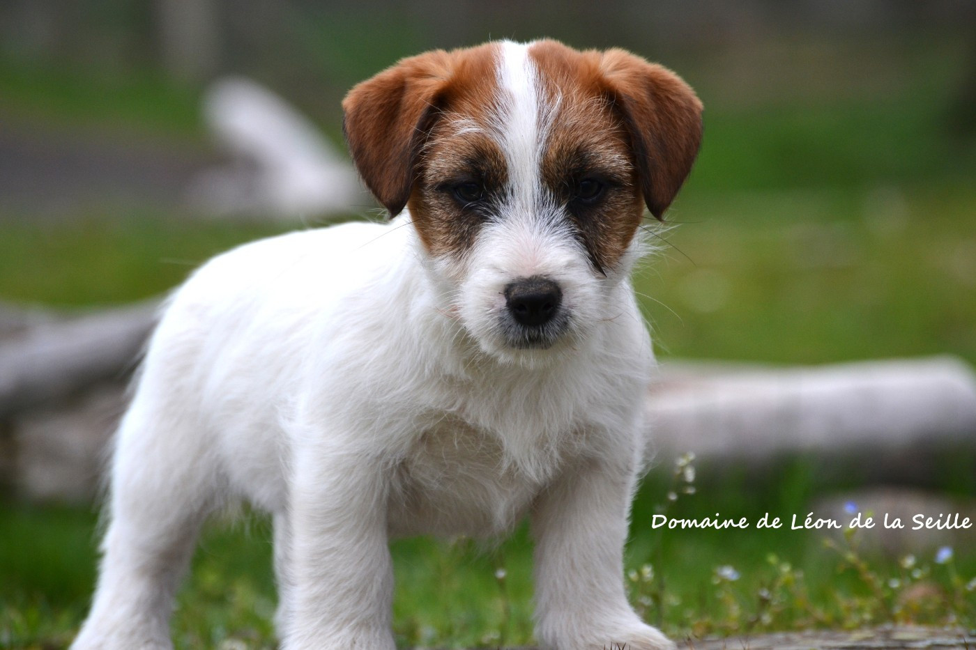du Domaine De Léon De La Seille - Chiots disponibles - Jack Russell Terrier