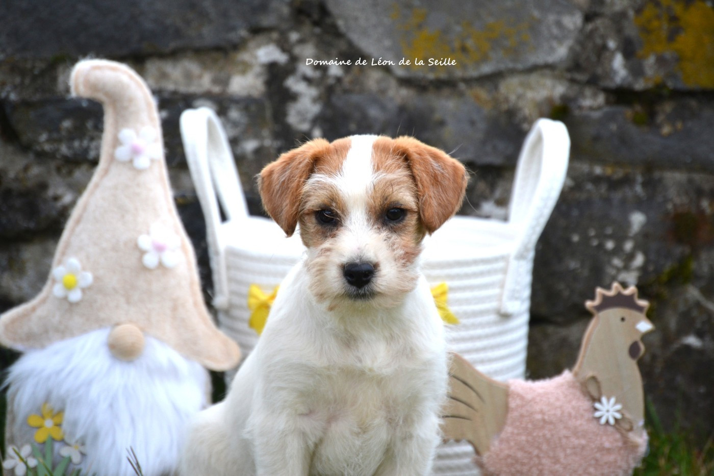 du Domaine De Léon De La Seille - Chiots disponibles - Jack Russell Terrier