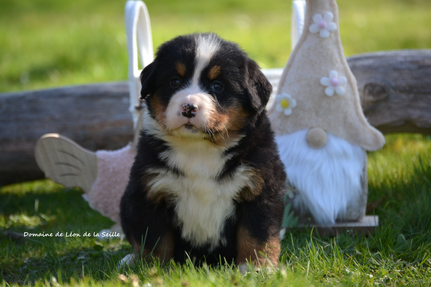 du Domaine De Léon De La Seille - Bouvier Bernois - Portée née le 05/02/2026