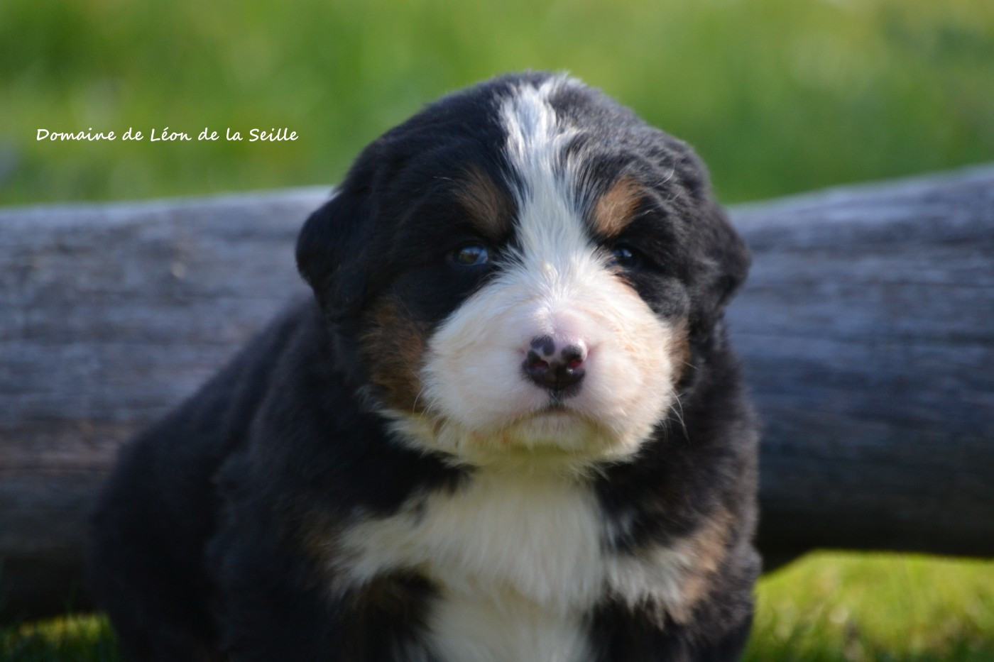 du Domaine De Léon De La Seille - Chiots disponibles - Bouvier Bernois