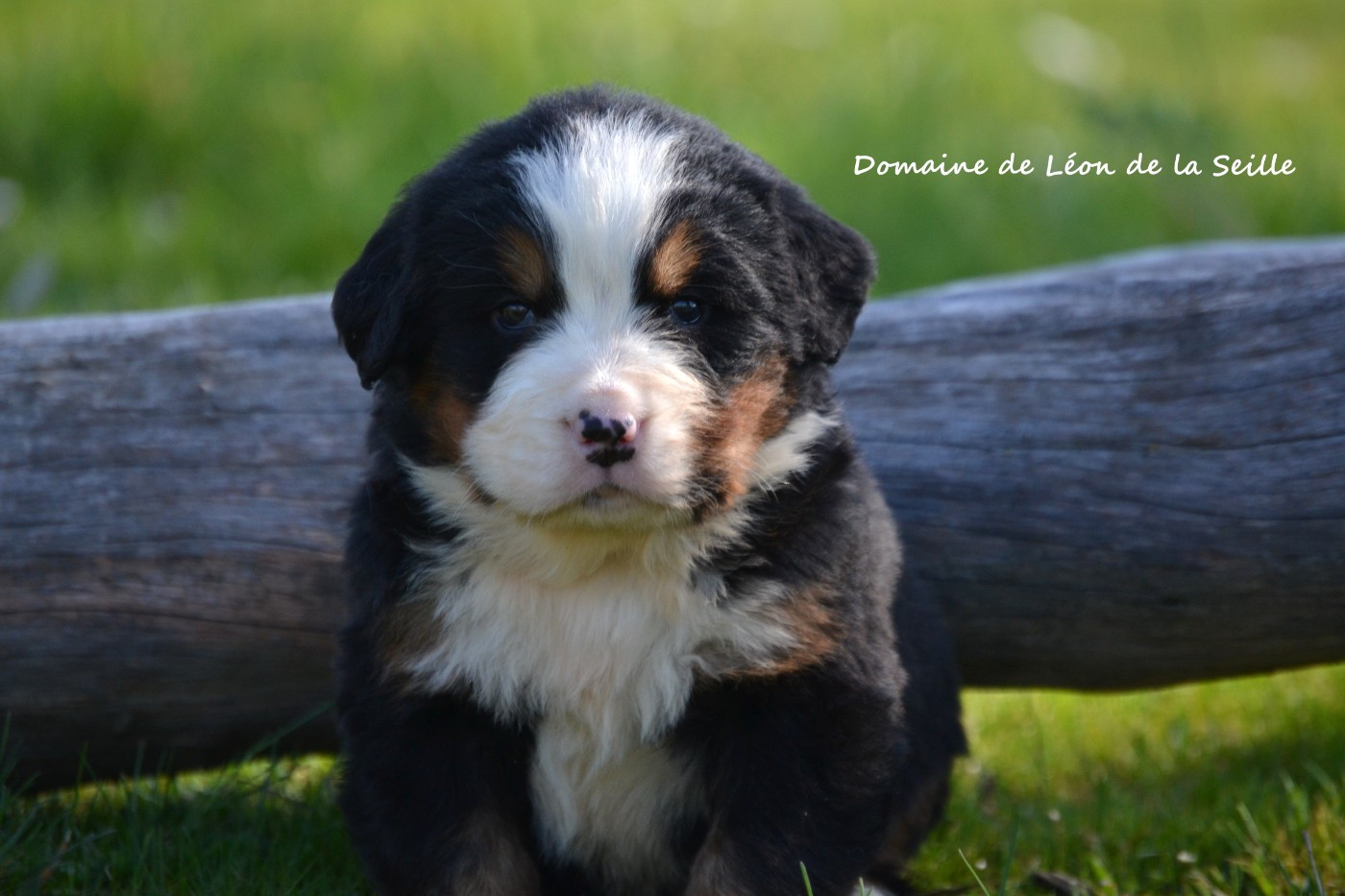 du Domaine De Léon De La Seille - Chiots disponibles - Bouvier Bernois