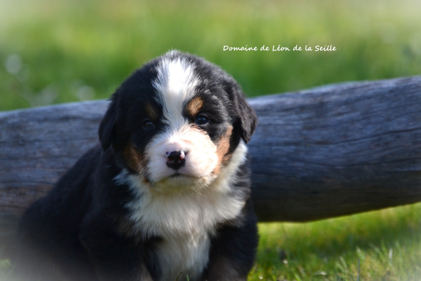 du Domaine De Léon De La Seille - Chiots disponibles - Bouvier Bernois