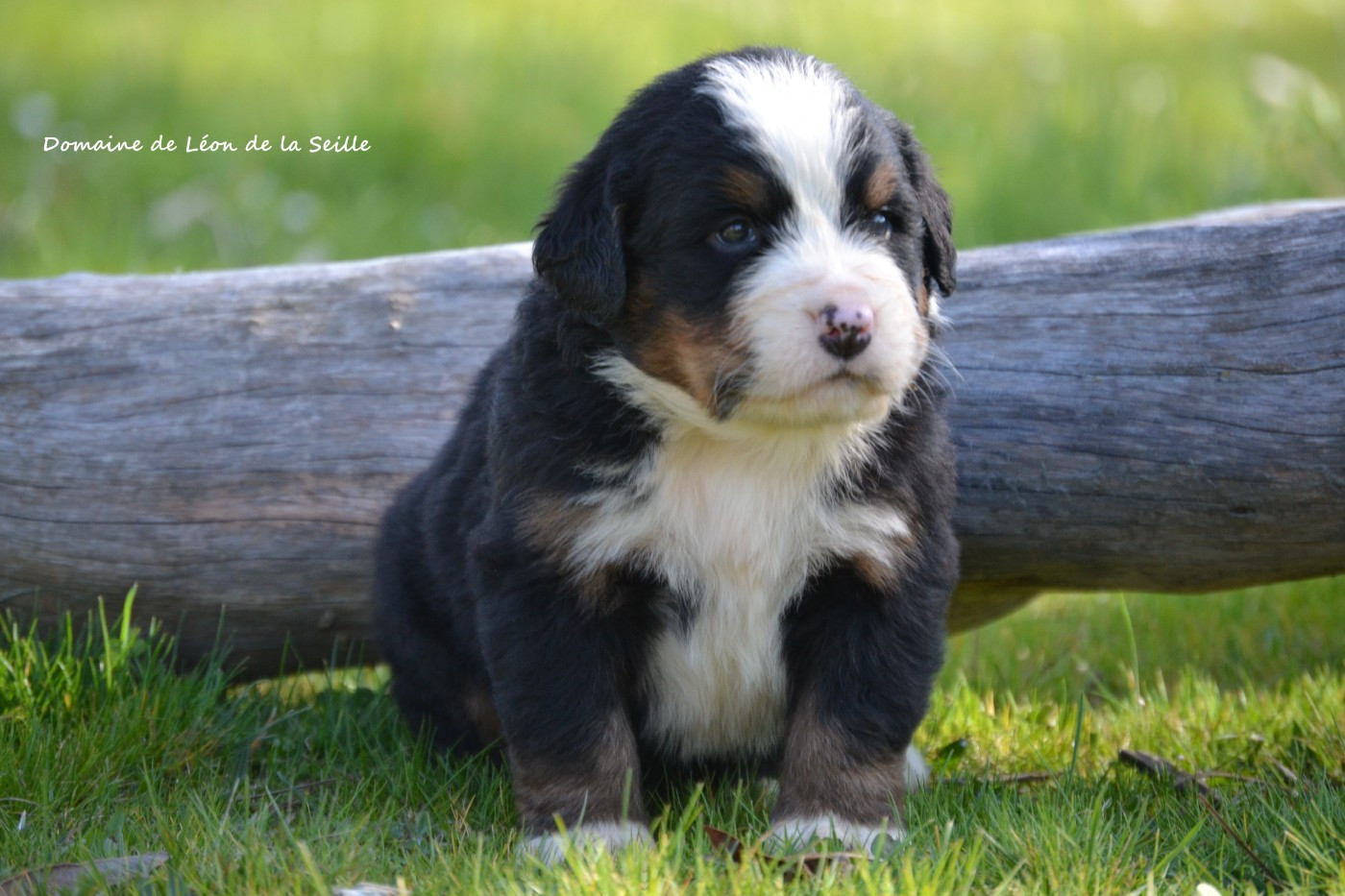 du Domaine De Léon De La Seille - Chiots disponibles - Bouvier Bernois