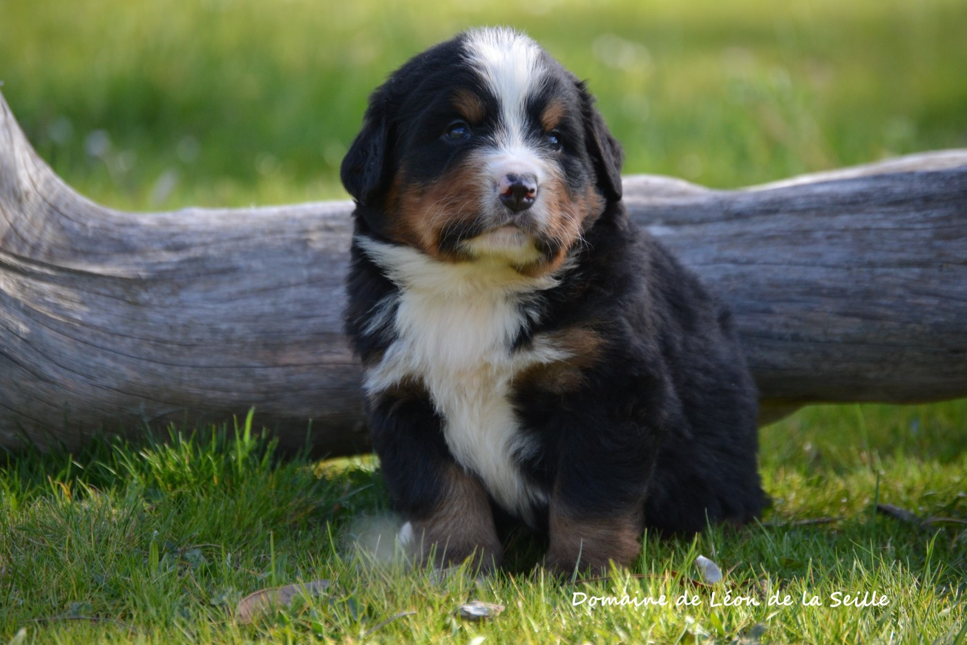 du Domaine De Léon De La Seille - Chiots disponibles - Bouvier Bernois