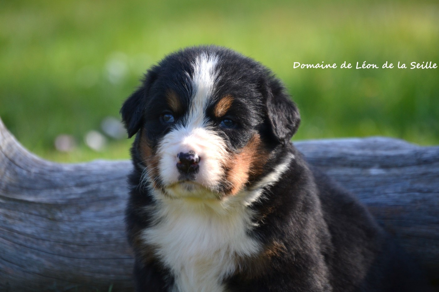 du Domaine De Léon De La Seille - Chiots disponibles - Bouvier Bernois