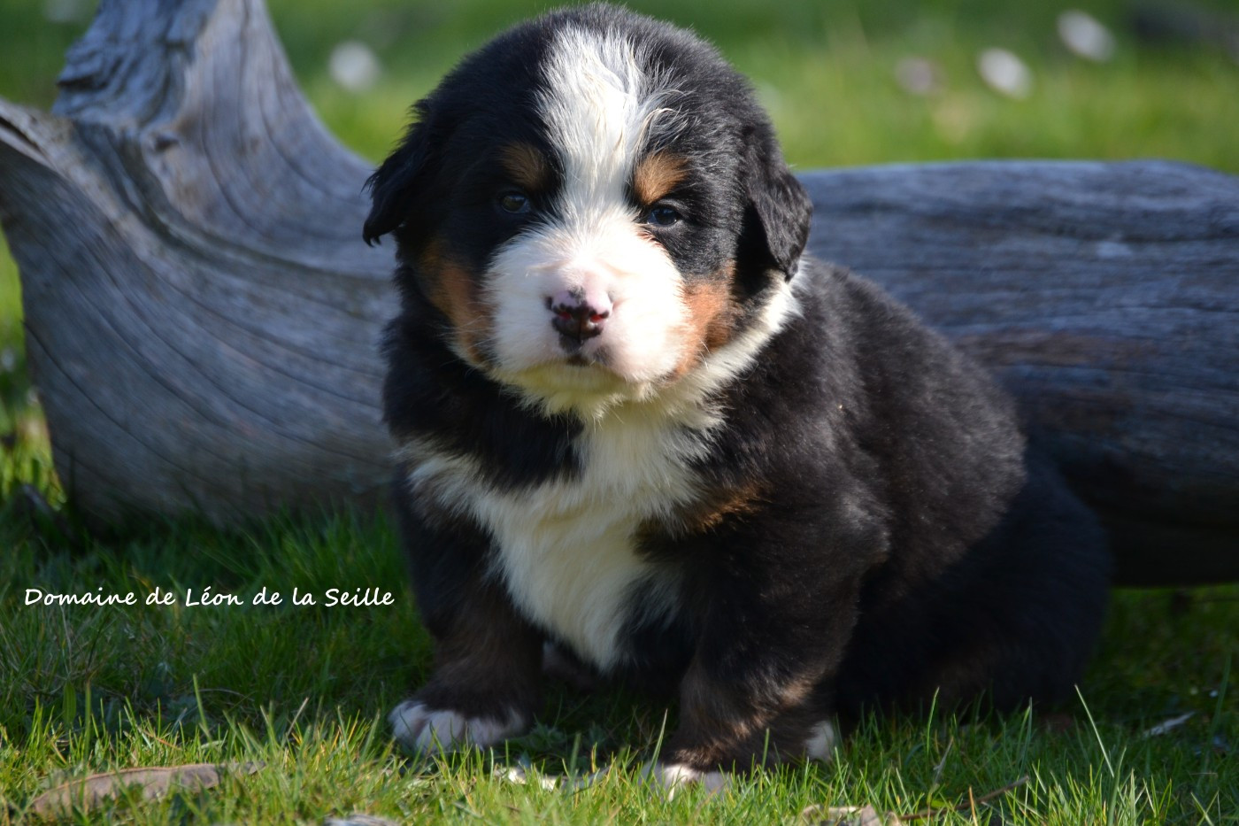 du Domaine De Léon De La Seille - Chiots disponibles - Bouvier Bernois